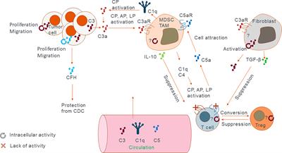 Inside-Out of Complement in Cancer